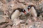 Antarctica, Cuverville Island. Gentoo penguins on rock nest calling. Art Print